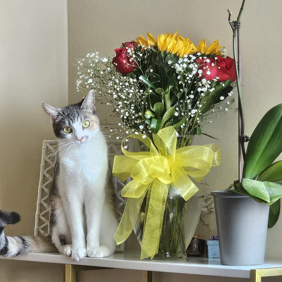 Los Secretos de un Gato Feliz: Guía Esencial para Dueños Amorosos